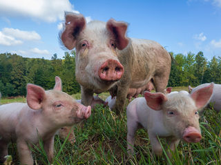 Birthing remedies for farm animals by Agripathics