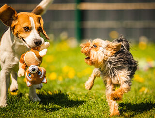 Homeopathic Treatment and Remedies For Dogs New Zealand
