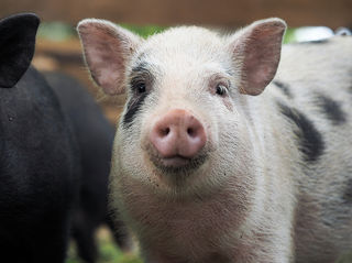 Digestive homeopathic remedies farm animals by Agripathics