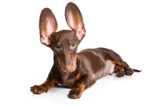 Homeopathic remedies for ear problems