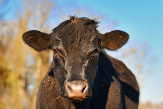 Homeopathic farm remedies for emotional upset - Agripathics
