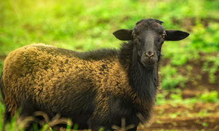 Homeopathic farm remedies for infections by Agripathics