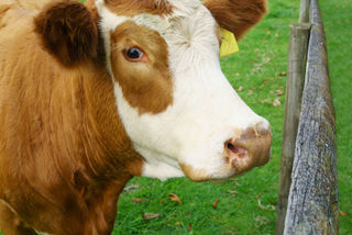 Homeopathic farm remedies for mastitis by Agripathics
