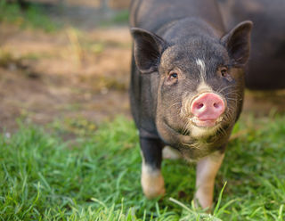 Homeopathic farm remedies for mating by Agripathics