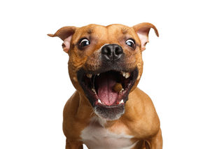 Homeopathic remedies for mouth issues