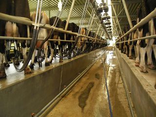 Homeopathic remedies for milk supply by Agripathics