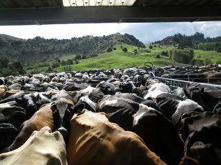 Homeopathic remedies for mating by Agripathics