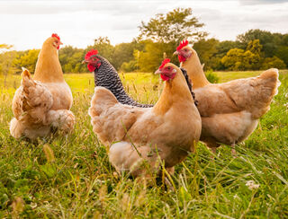 Homeopathic remedies for chickens and birds by Agripathics