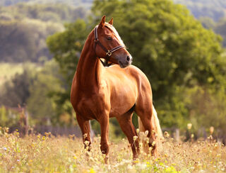 Homeopathic remedies for horses