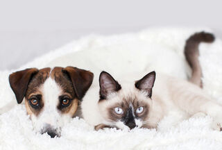 Getting Help for your pet with Eczema and Skin Issues!