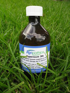 Hypericum 30c DC