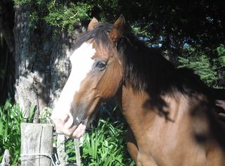 BJ and Flighty