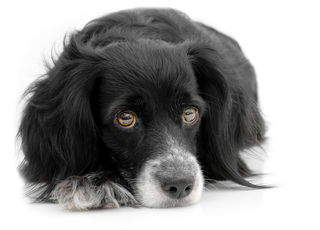 Homeopathic remedies for behaviour issues