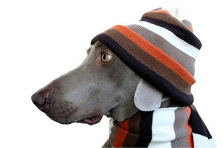 Homeopathic remedies for kennel cough, cat flu