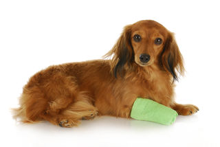 Homeopathic remedies for wound and abscess care