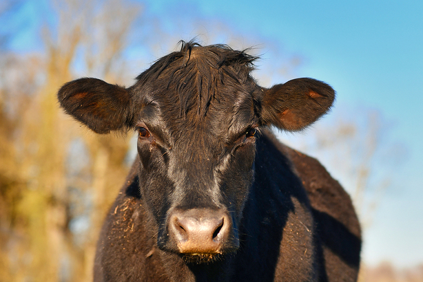Homeopathic farm remedies for emotional upset - Agripathics