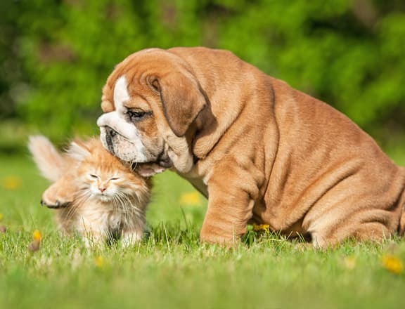 Natural Pet for Cats, Dogs, Horses and Farm Animal Health