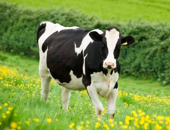 Dairy Cow Homeopathy