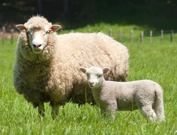 Farm Animal Homeopathy