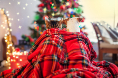 Christmas, keep your pets safe and happy.