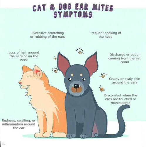 Cat & Dog Ear Mites Symptoms
