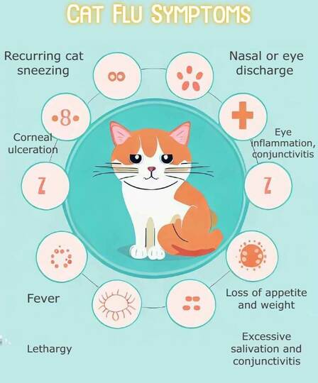 Cat Flu Symptoms