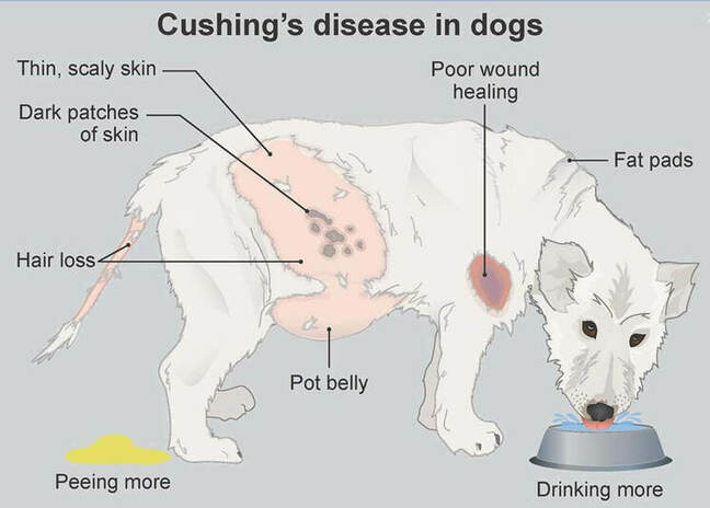 Cushing Disease in dog