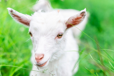Homeopathy for Goats - rearing kids, (baby goats)