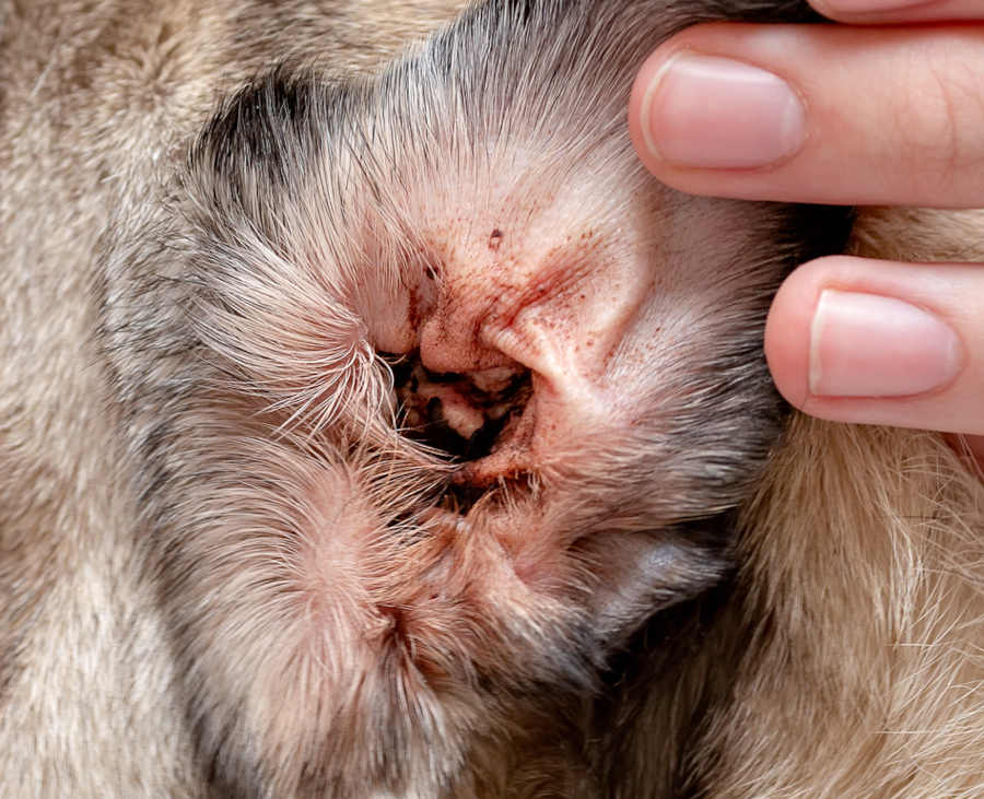 Otitis Eterna-inflammation of the ear canal in dogs