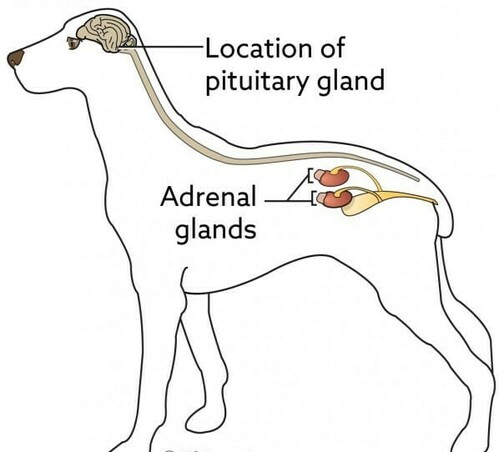 pituitary gland and adrenal gland in dog