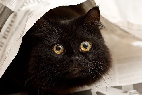 Cat fear of loud noises: Causes, symptoms and natural support