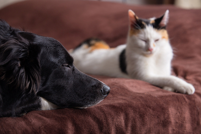Flea Allergy Dermatitis in Dogs and Cats