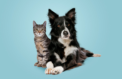 Vaccinosis in cats and dogs.