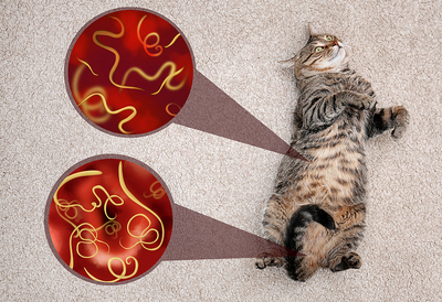 Worms in Cats and Dogs