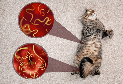 Worms in cats cheap