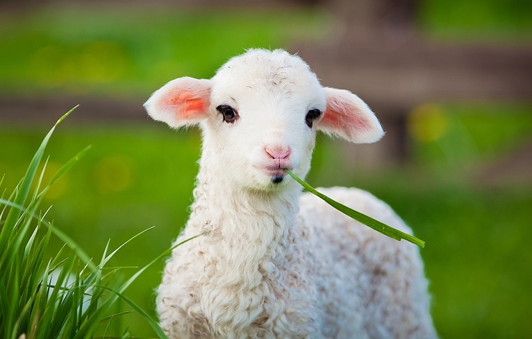 A Guide to Lamb Rearing using Homeopathy