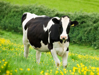 Homeopathy for organic dairy cow farming by Agripathics