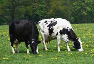 Pre Calving