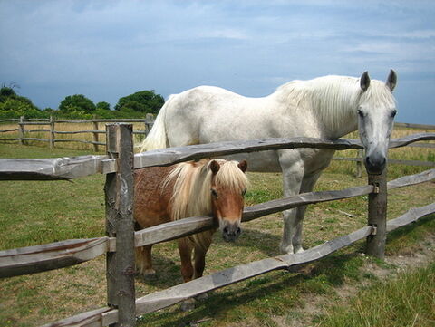 Natural colic support