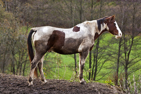 Mud fever made simple