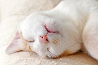 Can Cats Get Colds? Cat Flu Symptoms NZ