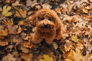 Cushing’s Disease in Dogs