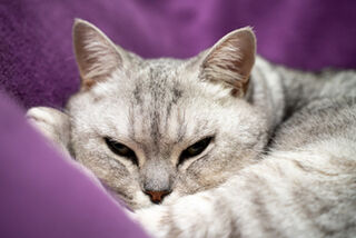 Cystitis in Cats