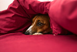 Fear of loud noises in Cats and Dogs