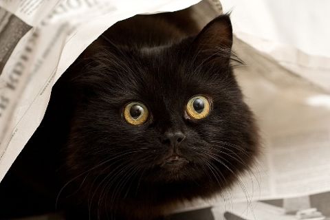 Cat fear of loud noises: Causes, symptoms and natural support