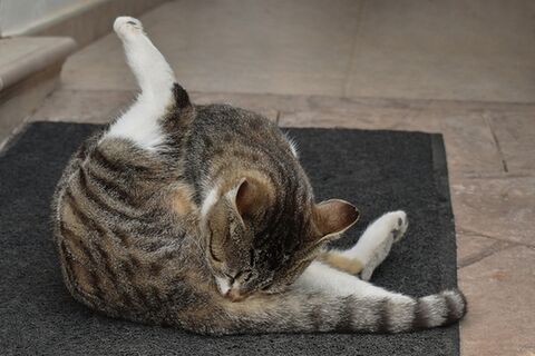 Itchy skin in cats: Causes, symptoms and natural support