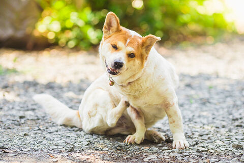 Itchy skin in dogs: Causes, symptoms and natural support