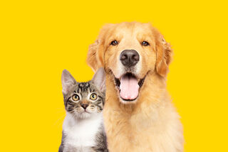 Leaky Gut, does you pet have one?