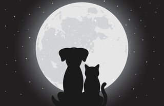Worming your pets and animals naturally