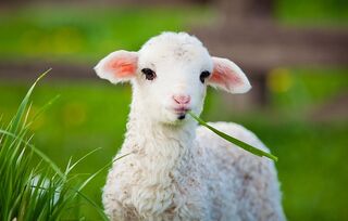 A Guide to Lamb Rearing using Homeopathy
